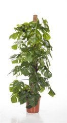 Dev Boy-Deve Tabanı En Az 160 cm Boyunda Monstera Deliciosa, Monstera Fensterblatt,-30 cm saksı