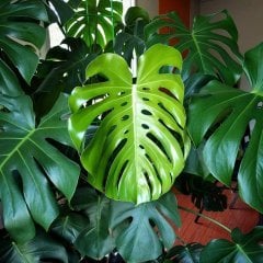 Dev Boy-Deve Tabanı En Az 160 cm Boyunda Monstera Deliciosa, Monstera Fensterblatt,-30 cm saksı