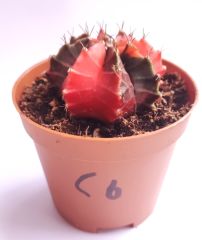 Gymnocalycium Mihanovichi Red Dragon Hybrid Variegata  - Renkli, Variegata Köklü Özel tür Kaktüs-8,5 cm Saksıda