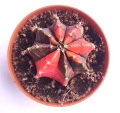 Gymnocalycium Mihanovichi Red Dragon Hybrid Variegata  - Renkli, Variegata Köklü Özel tür Kaktüs-8,5 cm Saksıda