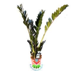 Zamia-Siyah Yapraklı Sonsuzluk Bitkisi-ZuZu-17cm Saksıda-100 cm Zamioculcas Raven