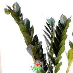 Zamia-Siyah Yapraklı Sonsuzluk Bitkisi-ZuZu-17cm Saksıda-100 cm Zamioculcas Raven