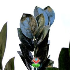 Zamia-Siyah Yapraklı Sonsuzluk Bitkisi-ZuZu-17cm Saksıda-100 cm Zamioculcas Raven
