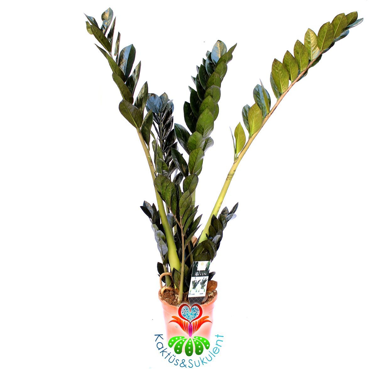 Zamia-Siyah Yapraklı Sonsuzluk Bitkisi-ZuZu-17cm Saksıda-100 cm Zamioculcas Raven