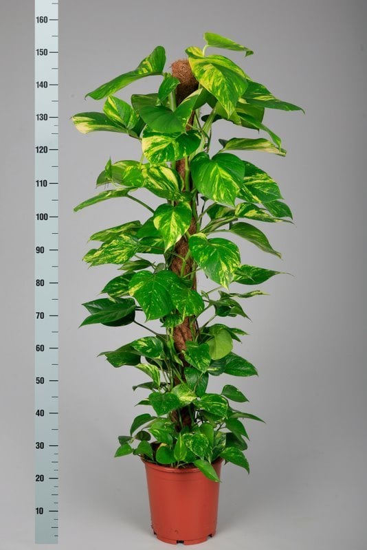 Dev Salon Sarmaşığı-Ortalama 120 cm Epipremnum Aureum-Pothos -Büyük Boy-30 cm Saksıda-İç Mekan-Sarmaşık