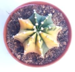 Gymnocalycium Mihanovichii LB2178 Lemon Variegata  - Renkli, Variegata Köklü Özel tür Kaktüs-8,5 cm Saksıda