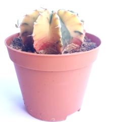 Gymnocalycium Mihanovichii LB2178 Lemon Variegata  - Renkli, Variegata Köklü Özel tür Kaktüs-8,5 cm Saksıda