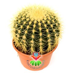 Altın Varil Kaktüs, Echinocactus Grusonii -Devasa Boyutlara Ulaşır- DEV BOY- 20 cm Saksıda-Sukulent