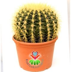 Altın Varil Kaktüs, Echinocactus Grusonii -Devasa Boyutlara Ulaşır- DEV BOY- 20 cm Saksıda-Sukulent