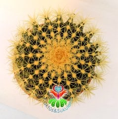 Altın Varil Kaktüs, Echinocactus Grusonii -Devasa Boyutlara Ulaşır- DEV BOY- 20 cm Saksıda-Sukulent