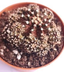 Gymnocalycium T-Luk 8,5 cm Saksılı Nadir Özel Tür İthal Kaktüs