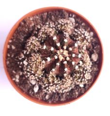 Gymnocalycium T-Luk 8,5 cm Saksılı Nadir Özel Tür İthal Kaktüs
