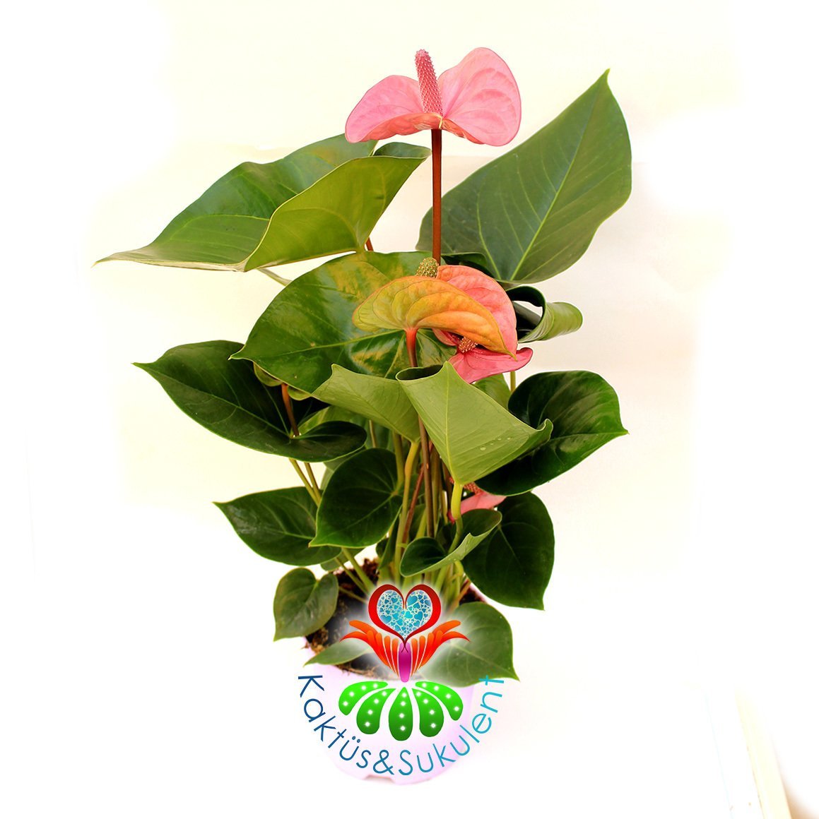 Anthurium Purple- Mor-Fuşya Renk Arası Antoryum -Kalp Şeklinde Bol Çiçekli -12 cm saksıda- Sukulent