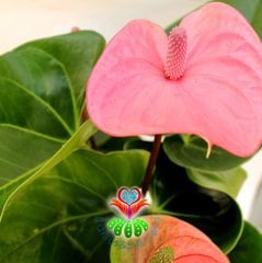 Anthurium Purple- Mor-Fuşya Renk Arası Antoryum -Kalp Şeklinde Bol Çiçekli -12 cm saksıda- Sukulent