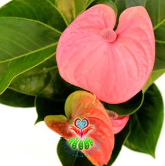 Anthurium Purple- Mor-Fuşya Renk Arası Antoryum -Kalp Şeklinde Bol Çiçekli -12 cm saksıda- Sukulent