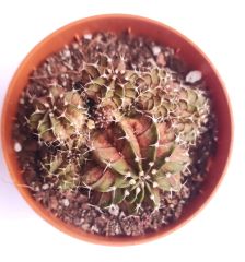Gymnocalycium T-Ruk Hybrid  8,5 cm Saksılı Nadir Tür İthal Kaktüs