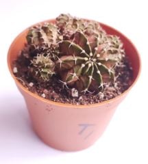 Gymnocalycium T-Ruk Hybrid  8,5 cm Saksılı Nadir Tür İthal Kaktüs