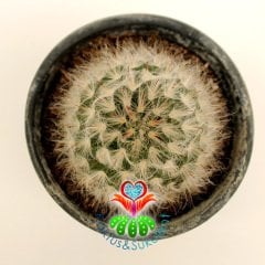 Kaktüs,Mammillaria Bocasana-Açık Pembe Renk Çiçek Açar-5,5 cm saksılı-Teraryum,Sukulent