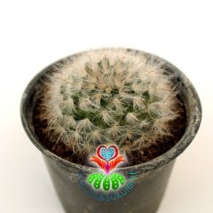 Kaktüs,Mammillaria Bocasana-Açık Pembe Renk Çiçek Açar-5,5 cm saksılı-Teraryum,Sukulent