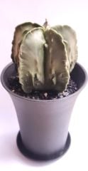 Astrophytum Myriostigma Fukuryu  -NADİR TÜR-Sarı Renk Çiçek Açar- 9 cm saksı dolusu