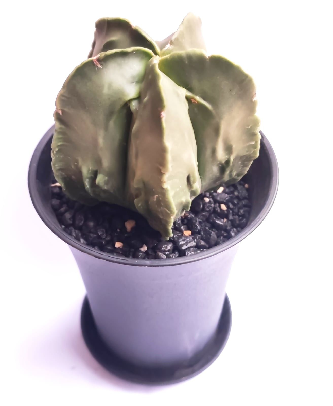 Astrophytum Myriostigma Fukuryu  -NADİR TÜR-Sarı Renk Çiçek Açar- 9 cm saksı dolusu