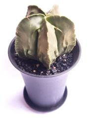 Astrophytum Myriostigma Fukuryu  -NADİR TÜR-Sarı Renk Çiçek Açar- 9 cm saksı dolusu