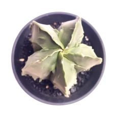 Astrophytum Myriostigma Fukuryu  -NADİR TÜR-Sarı Renk Çiçek Açar- 9 cm saksı dolusu
