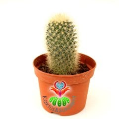 Kaktüs, Mammillaria Pitcayensis Pembe Renk Çiçek Açar - 8 cm saksılı-Teraryum,Sukulent