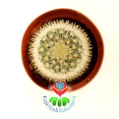 Kaktüs, Mammillaria Pitcayensis Pembe Renk Çiçek Açar - 8 cm saksılı-Teraryum,Sukulent