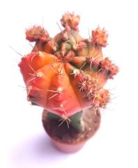 Gymnocalycium Mihanovichii Rainbow Aşılı-5,5 cm saksıda-Gökkuşağı Kaktüs