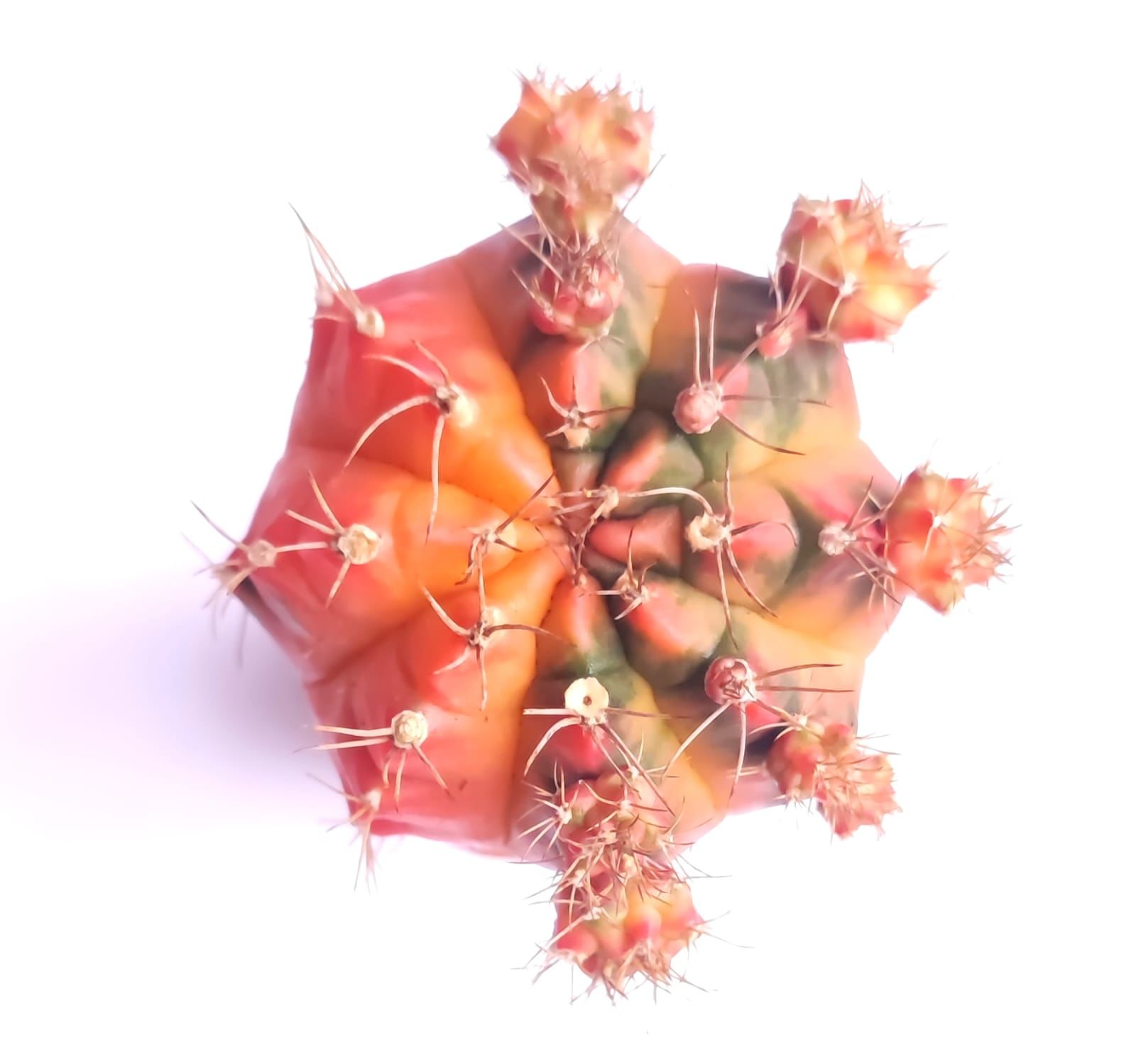 Gymnocalycium Mihanovichii Rainbow Aşılı-5,5 cm saksıda-Gökkuşağı Kaktüs