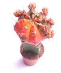 Gymnocalycium Mihanovichii Rainbow Aşılı-5,5 cm saksıda-Gökkuşağı Kaktüs