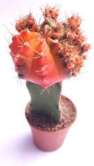 Gymnocalycium Mihanovichii Rainbow Aşılı-5,5 cm saksıda-Gökkuşağı Kaktüs