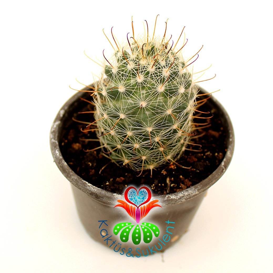 Kaktüs, Mammillaria Maritima-Sıradışı Kırmızı Renk Çiçek Açar - 8 cm saksılı-Teraryum,Sukulent