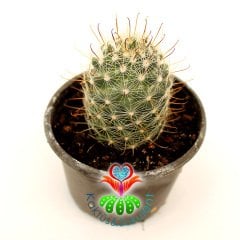 Kaktüs, Mammillaria Maritima-Sıradışı Kırmızı Renk Çiçek Açar - 8 cm saksılı-Teraryum,Sukulent