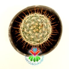 Kaktüs, Mammillaria Maritima-Sıradışı Kırmızı Renk Çiçek Açar - 8 cm saksılı-Teraryum,Sukulent