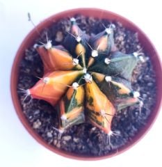 Gymnocalycium Mihonavichi Variegata  - Renkli, Variegata Köklü Özel tür Kaktüs-8,5 cm Saksıda