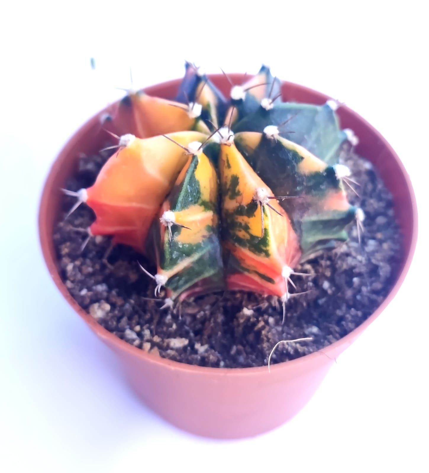 Gymnocalycium Mihonavichi Variegata  - Renkli, Variegata Köklü Özel tür Kaktüs-8,5 cm Saksıda