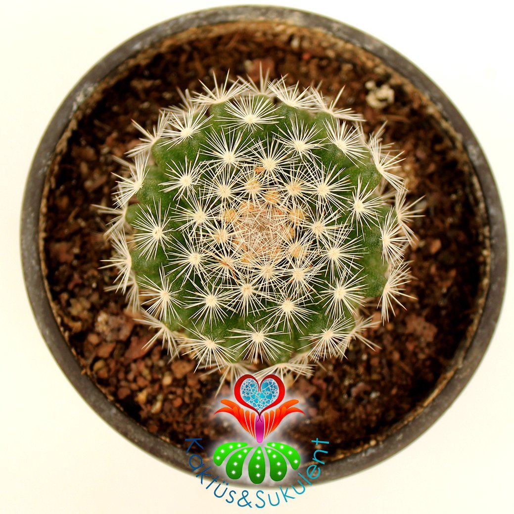 Kaktüs, Mammillaria Candida -Pembe-Sarı Renk Çiçek Açar - 8 cm saksılı-Teraryum,Sukulent