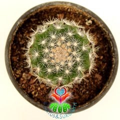 Kaktüs, Mammillaria Candida -Pembe-Sarı Renk Çiçek Açar - 8 cm saksılı-Teraryum,Sukulent