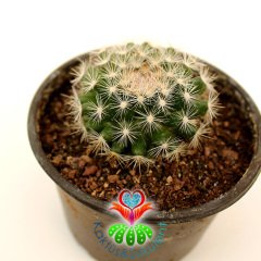 Kaktüs, Mammillaria Candida -Pembe-Sarı Renk Çiçek Açar - 8 cm saksılı-Teraryum,Sukulent