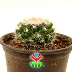 Kaktüs, Mammillaria Candida -Pembe-Sarı Renk Çiçek Açar - 8 cm saksılı-Teraryum,Sukulent