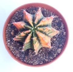 Gymnocalycium Mihanovichii Rainbow -  Renkli, Variegata Köklü Özel tür Kaktüs-8,5 cm Saksıda