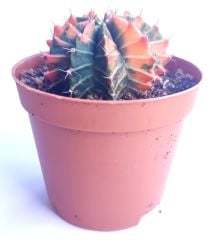 Gymnocalycium Mihanovichii Rainbow -  Renkli, Variegata Köklü Özel tür Kaktüs-8,5 cm Saksıda