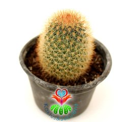 Kaktüs,Mammillaria Spinosissima Auricoma-Pembe Renk Çiçek Açar - 8 cm saksılı-Teraryum,Sukulent