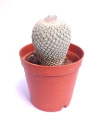 Epithelantha Micromeris-Dikey Beyaz Diken ÇOK NADİR TÜR-5.5 cm saksida