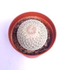 Epithelantha Micromeris-Dikey Beyaz Diken ÇOK NADİR TÜR-5.5 cm saksida