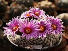 Pelecyphora valdeziana (Turbinicarpus valdezianus) Nadir Tür Kaktüs-5,5 cm saksıda-Koleksiyonluk Kaktüs