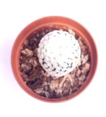 Pelecyphora valdeziana (Turbinicarpus valdezianus) Nadir Tür Kaktüs-5,5 cm saksıda-Koleksiyonluk Kaktüs