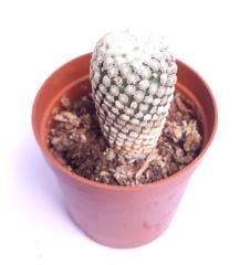 Pelecyphora valdeziana (Turbinicarpus valdezianus) Nadir Tür Kaktüs-5,5 cm saksıda-Koleksiyonluk Kaktüs